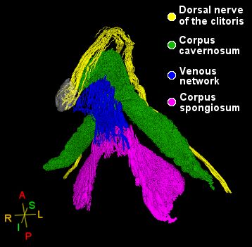 Neuroanatomy of the Clitoris