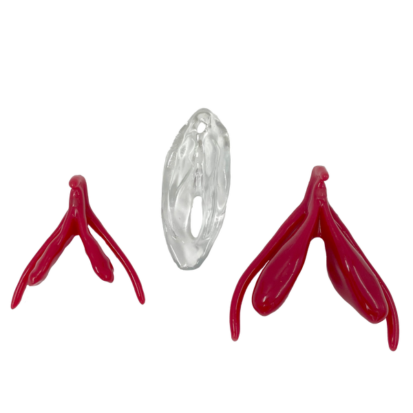 Clitoris Set - Flaccid & Erect + Vulva